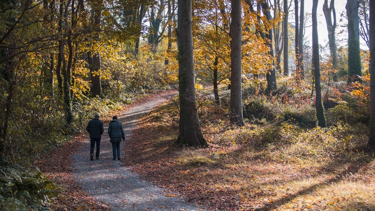 Visitors walking on a trail with autumn colour trees